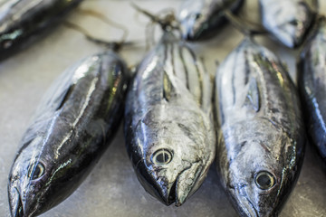 poisson sur marché, polynésie 2017