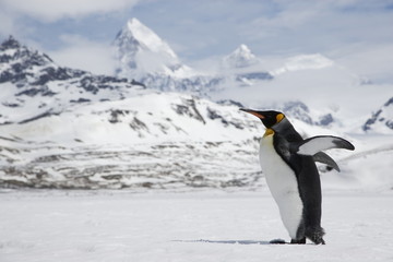Fototapeta premium A lone king penguin stretches its flippers as it crosses a snowfield in front of the mountains of South Georgia Island
