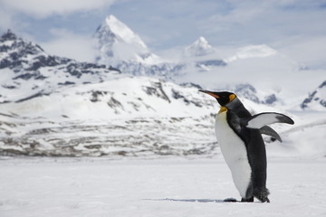 A lone king penguin stretches its flippers as it crosses a snowfield in front of the mountains of South Georgia Island