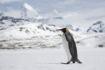A lone king penguin cross a snowfield in front of the peaks of South Georgia Island - 163296761