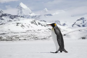 Wandaufkleber A lone king penguin cross a snowfield in front of the peaks of South Georgia Island © willtu