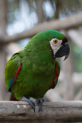 Green Parrot