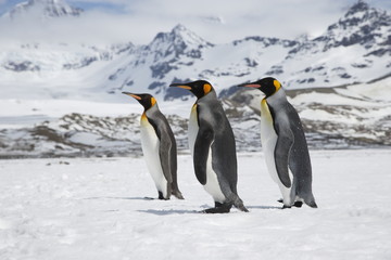 Three king penguins cross the snow in front of the peaks of South Georgia Island