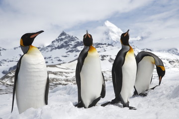 A group of king penguins in the snow on South Georgia Island