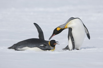 Fototapeta na wymiar King penguins have a dispute in the snow on South Georgia Island