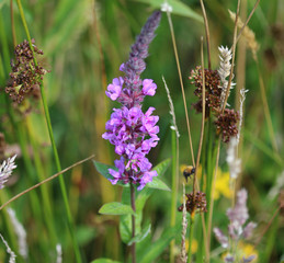 Lythrum salicaria