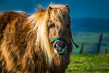Brown miniature horse with long hair, Pony in the meadows, Lancashire, England, UK