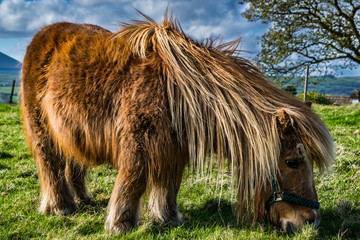 Brown miniature horse with long hair, Pony in the meadows, Lancashire, England, UK
