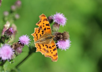 Comma butterfly