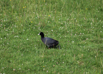 Common coot