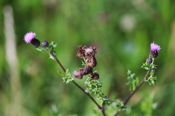 creeping thistle (Cirsium arvense)