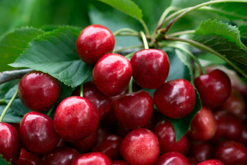 Ripe cherry closeup