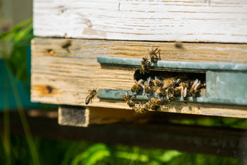 Hives in the apiary. Honey bees fly in and out of the hive. The bees are ready for honey.
