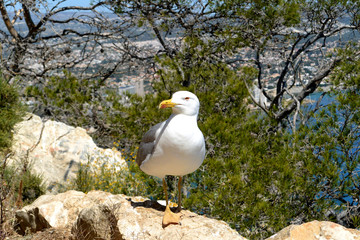 Retrato de la Gaviota mirando a puerto de Calpe.. España