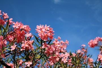 Pink blooming Oleander at Lago Maggiore, Italy 