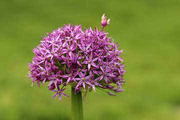 Allium
