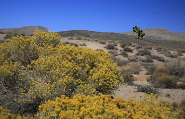 Mojave desert, The Mojave Desert is located in the southwestern United States and is composed of Death Valley, Pahrump Valley, Amargosa Valley, the Las Vegas Valley and some of the surrounding areas.