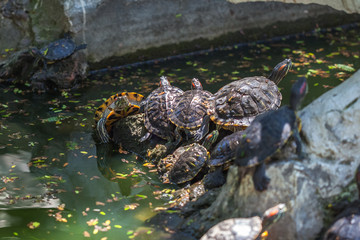 group turtles in the sun on pond