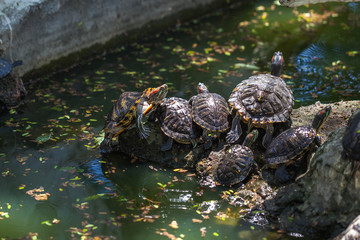 group turtles in the sun on pond