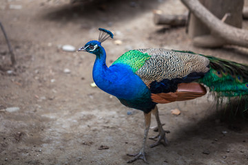 Fototapeta premium beautiful peacock displaying his colorful tail, Tbilisi
