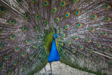 Obraz premium beautiful peacock displaying his colorful tail, Tbilisi