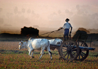 Indian Man Drives a Bullock Cart at Dawn © GDS