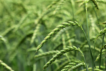 field of corn, spelt, dinkel