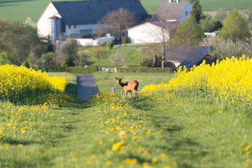 reh im raps vom bauer auf feld  © Denis