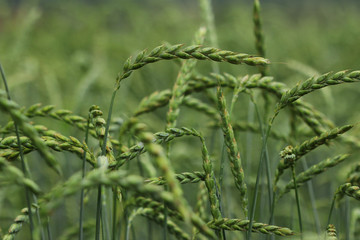 field of corn, spelt, dinkel
