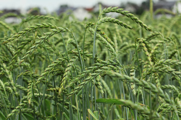 field of corn, spelt, dinkel