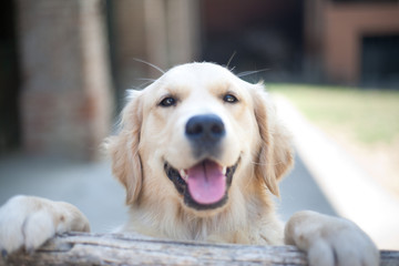 Ritratto Golden Retriever Sorridebte su Staccionata di Legno