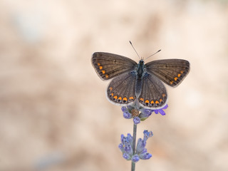 Polyommatus icarus, common blue butterfly on lavender flower.