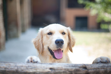 Golden Retriever Sorride su Staccionata di Legno