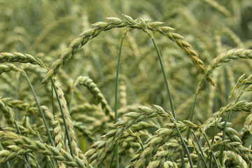 field of corn, spelt, dinkel