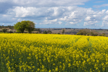 Obraz premium Rapeseed
