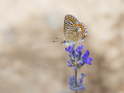 Polyommatus bellargus. Adonic blue butterfly on lavender flower.
