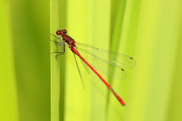 Frühe Adonislibelle