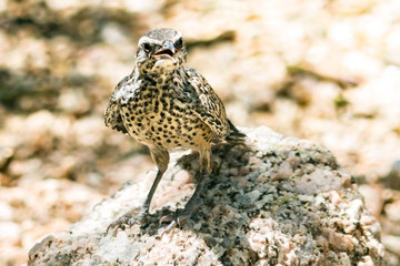 Cactus Wren