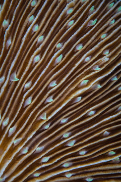 Abstract of Mushroom Coral on Pacific Reef