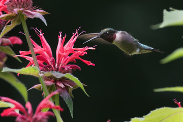 Hummingbird