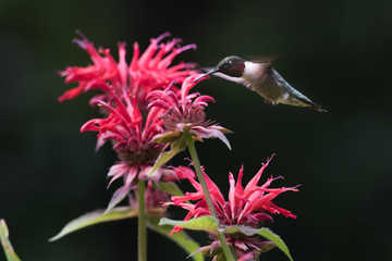 Hummingbird