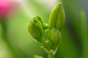 lily bud / Lilienknospe