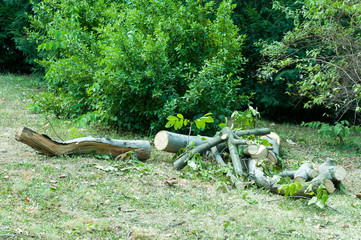 Freshly cut tree logs piled up in the forest.