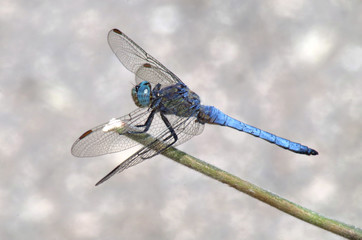 blue dragonfly