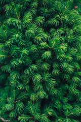 Fir tree brunch close up. Shallow focus. Fluffy fir tree brunch close up. Christmas wallpaper concept. Copy space. - 163305551