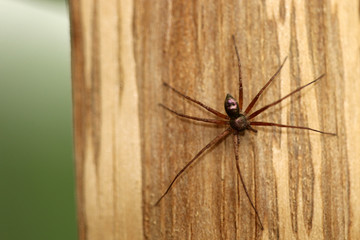 Spinne