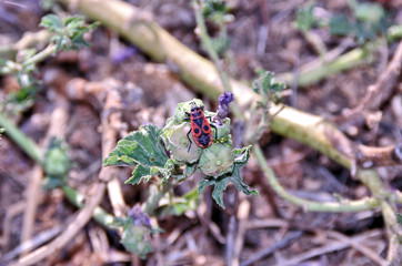 closeup of Pyrrhocoris apterus
