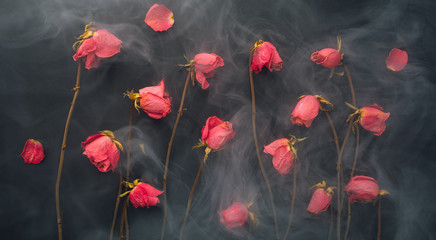 Fototapeta na wymiar goth style dry roses, black background with smoke