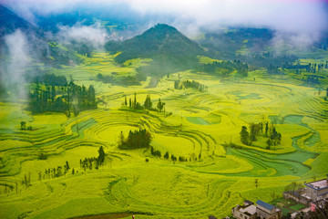 Canola field on plantation spiral with morning fog in Luoping, China. - 163306511