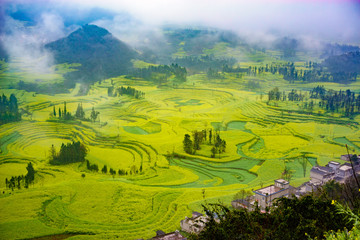 Canola field on plantation spiral with morning fog in Luoping, China. - 163306553